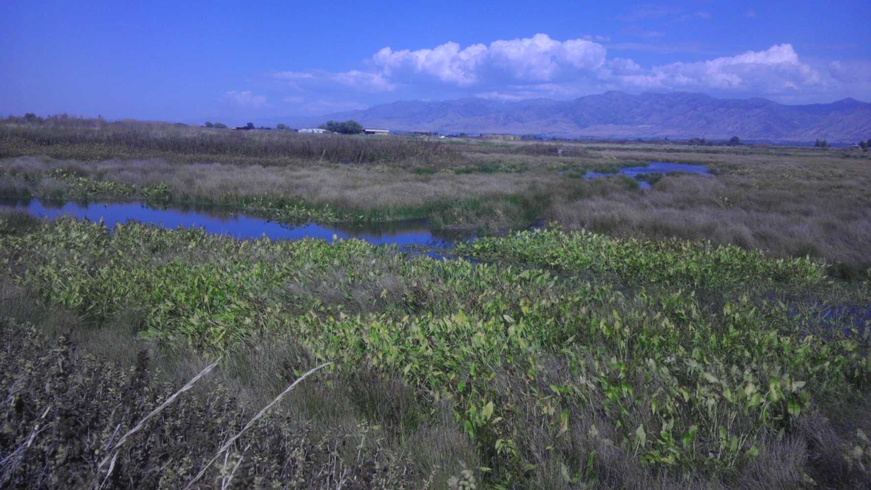 Kelson, Cardon, Ogden River Restoration & Wetland 