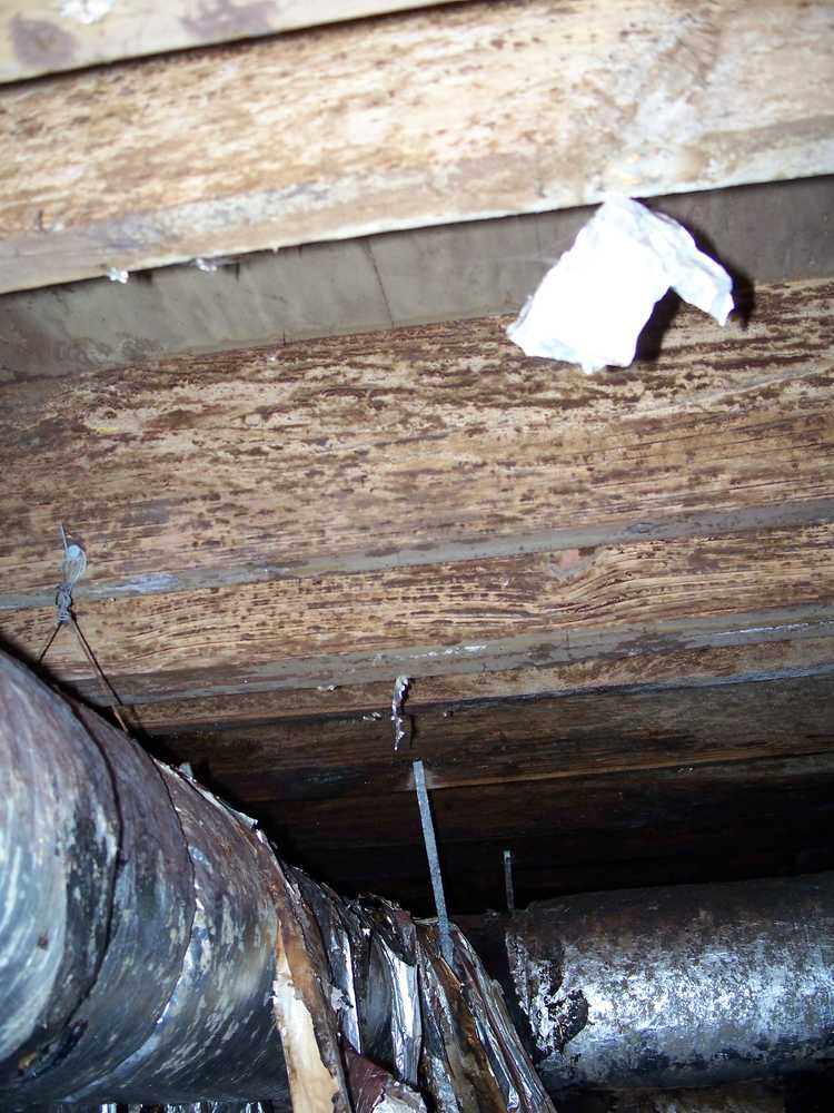 Crawlspace moisture damage- Don't let this happen to you. We can help.