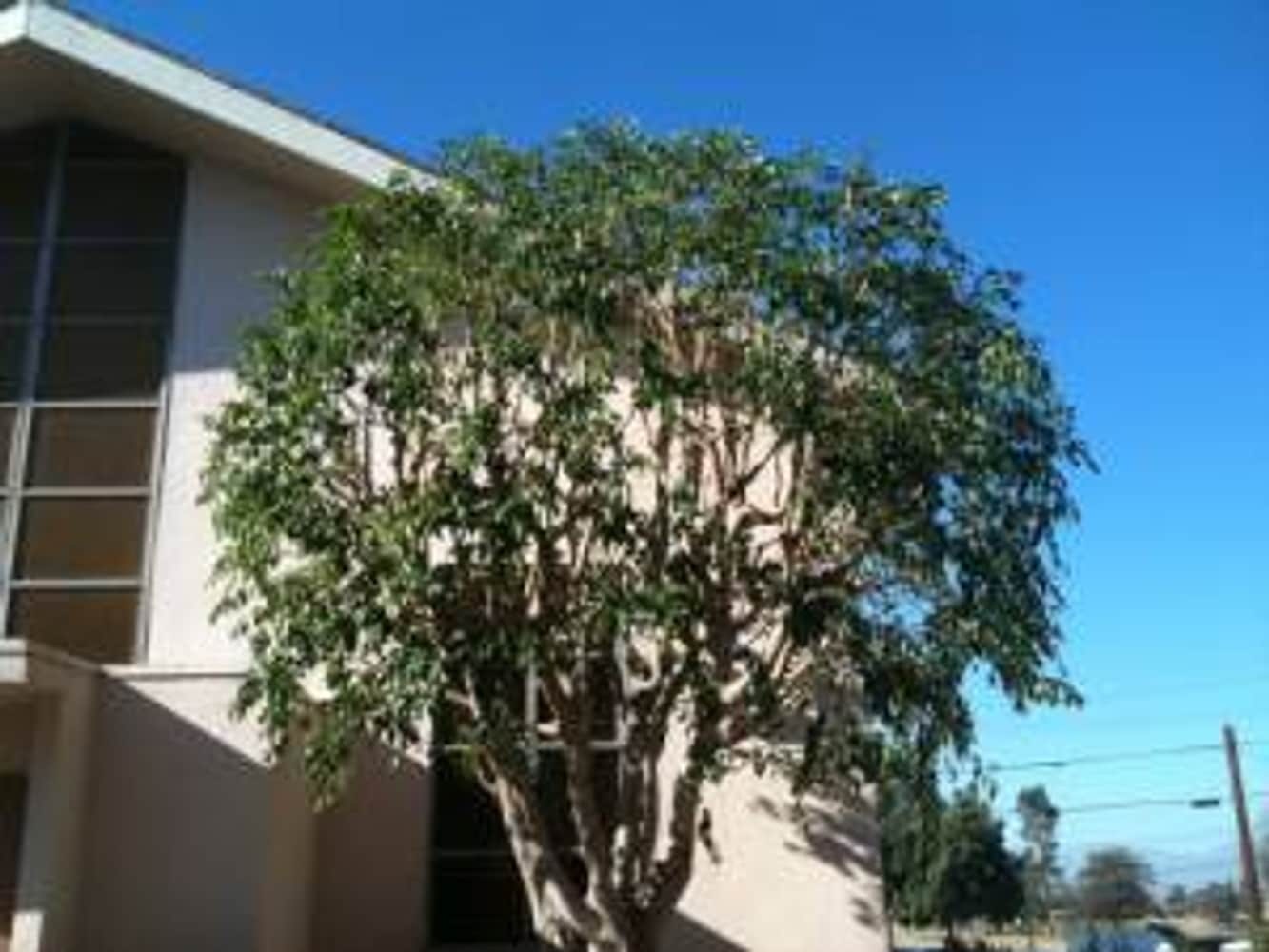 Inexpensve Tree Services Inc Project 1