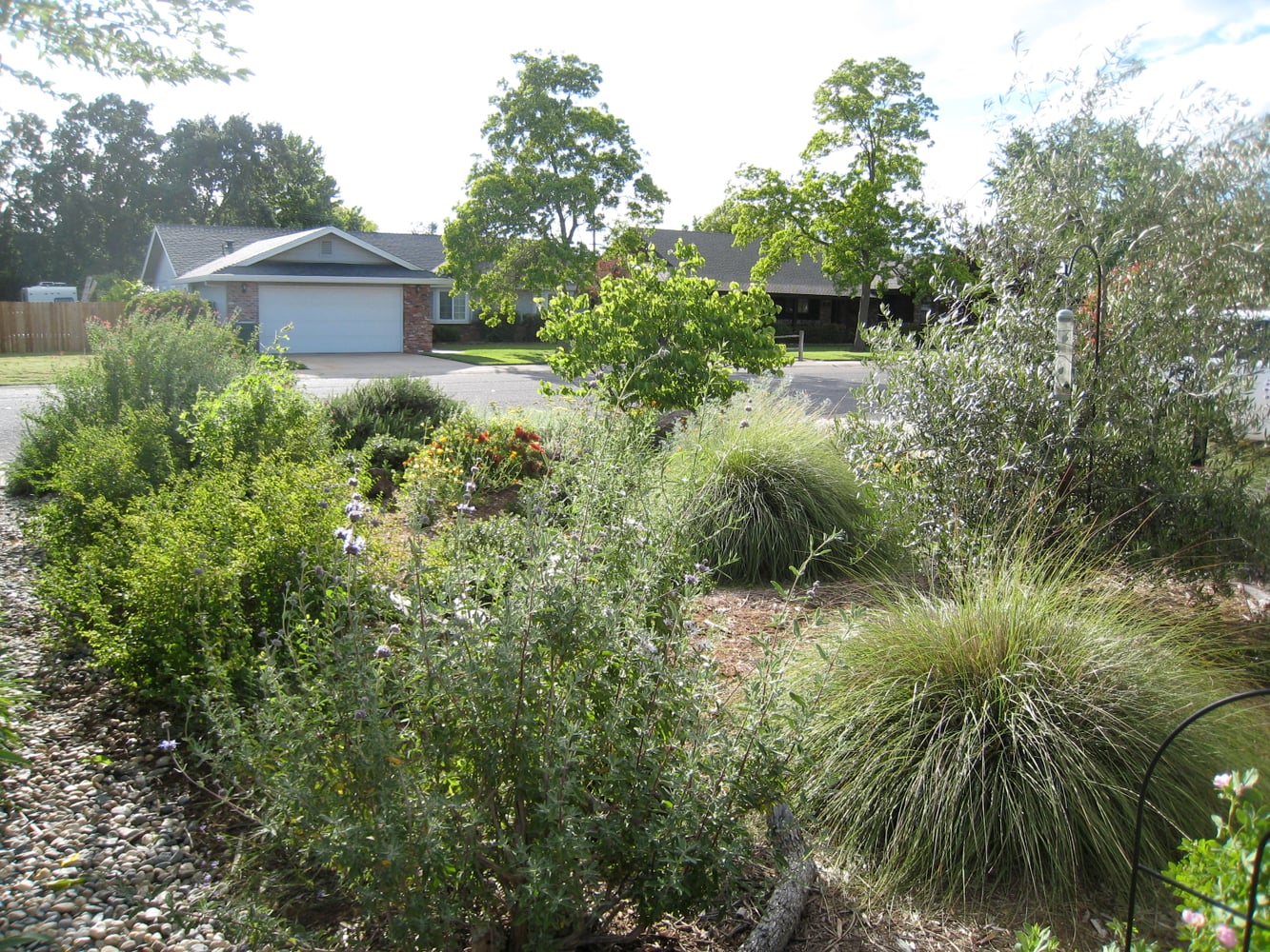 Front Yard as Native Plant Wildlife Habitat