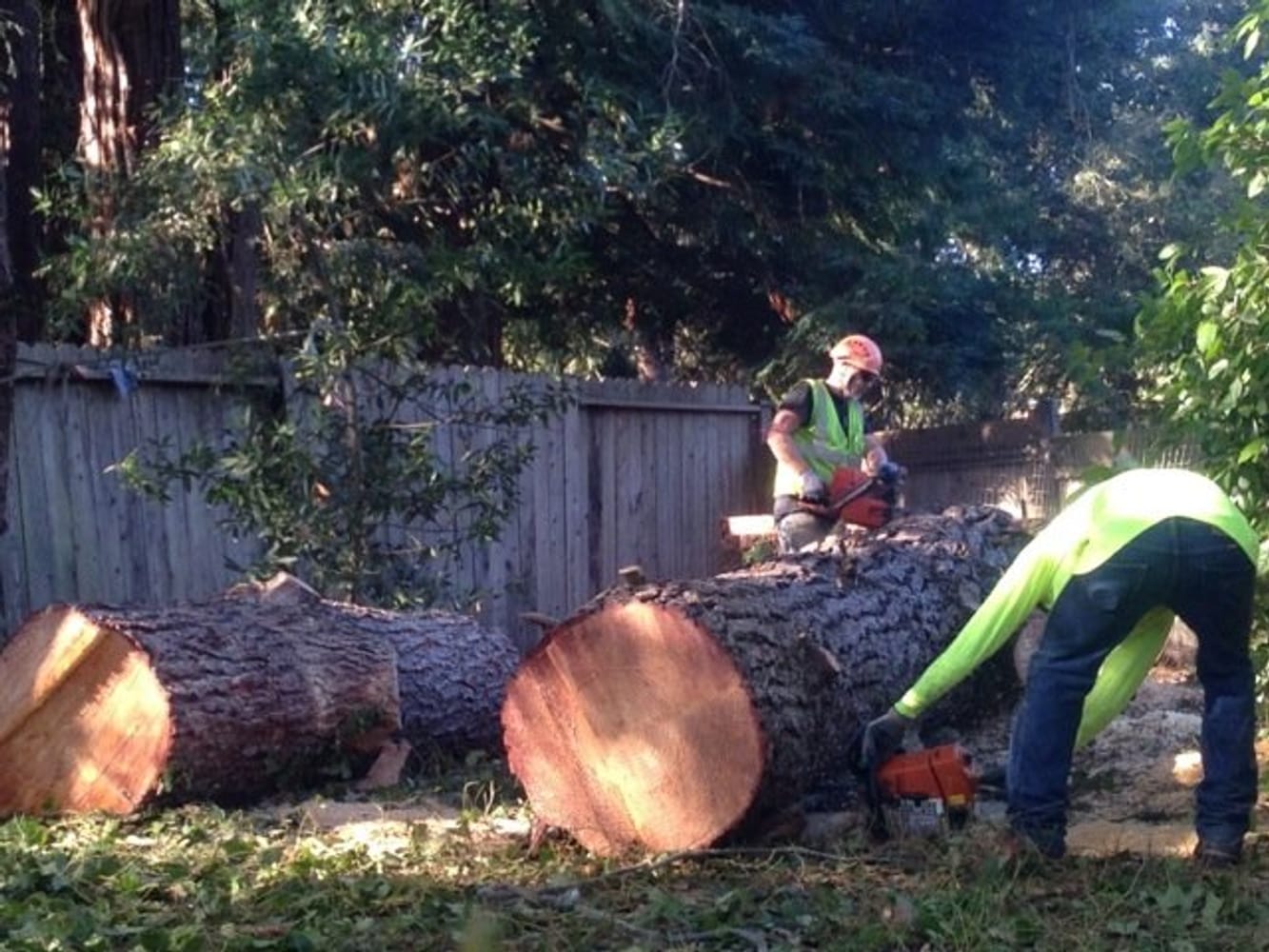 Photos from TreePro Professional Tree Care