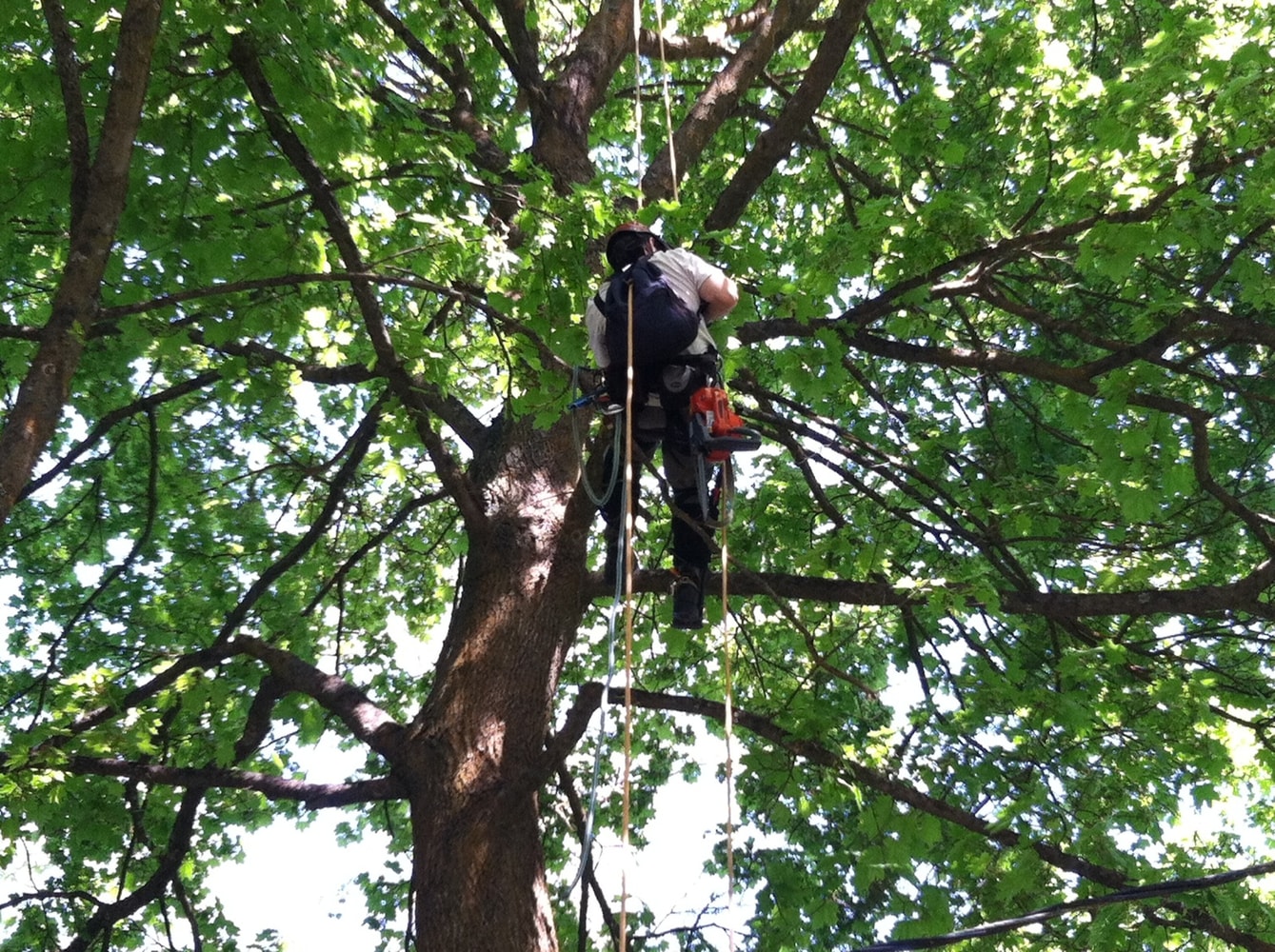 Photos from Bruces Tree Service
