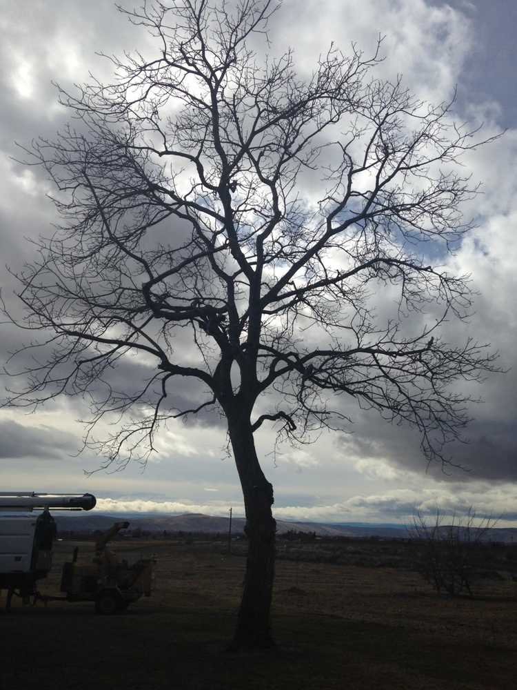 Tree jobs