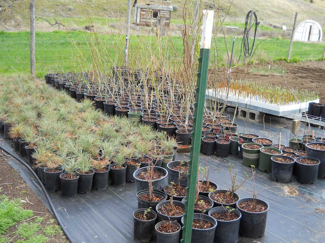 Willow Gulch Nursery Project