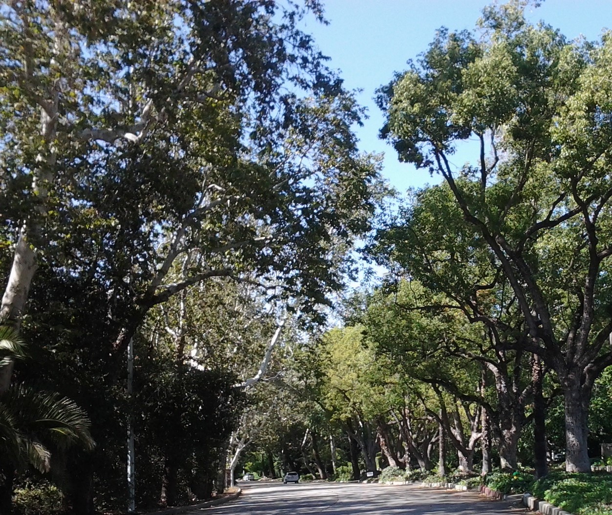 Urban Forest Solutions