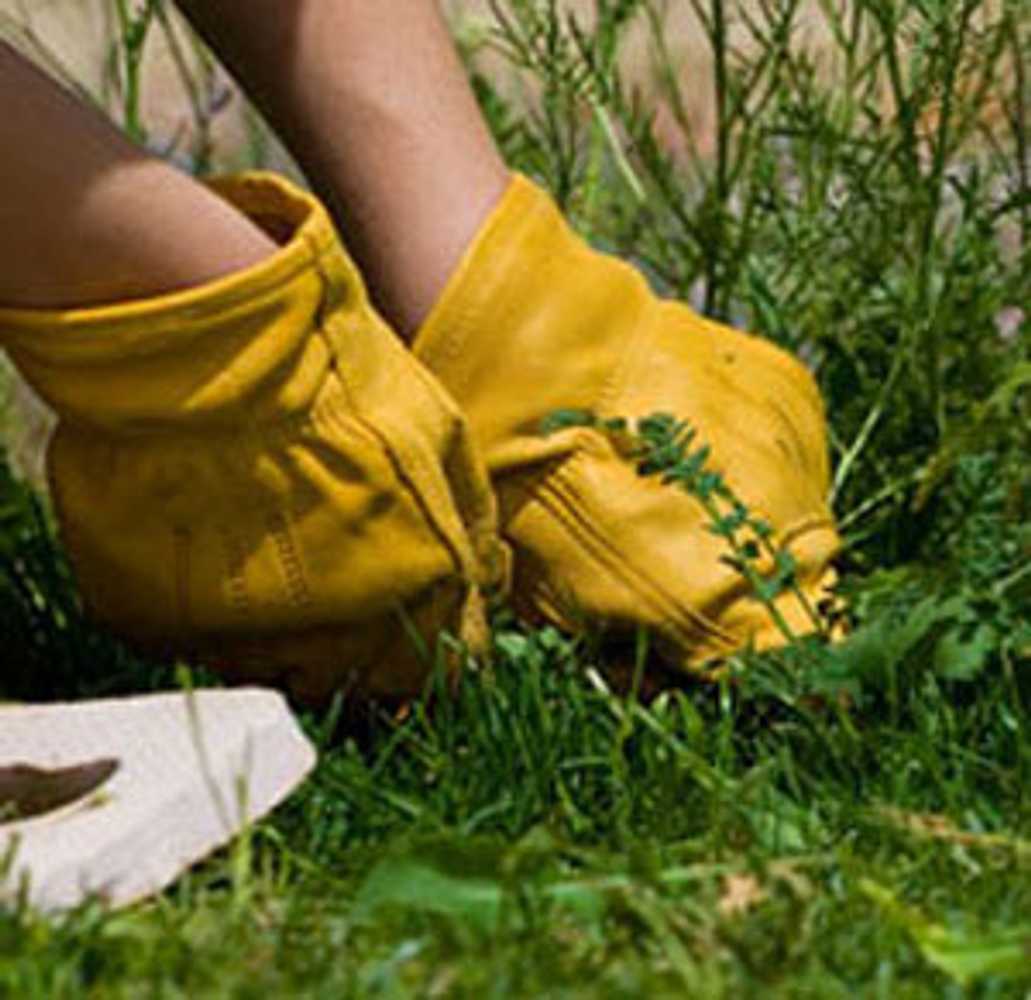 Landscaping, trimming