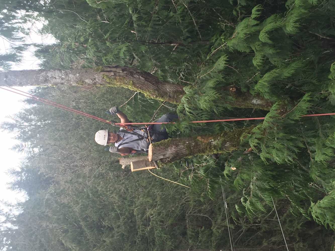 Photos from Gaea Tree Service & Roofing