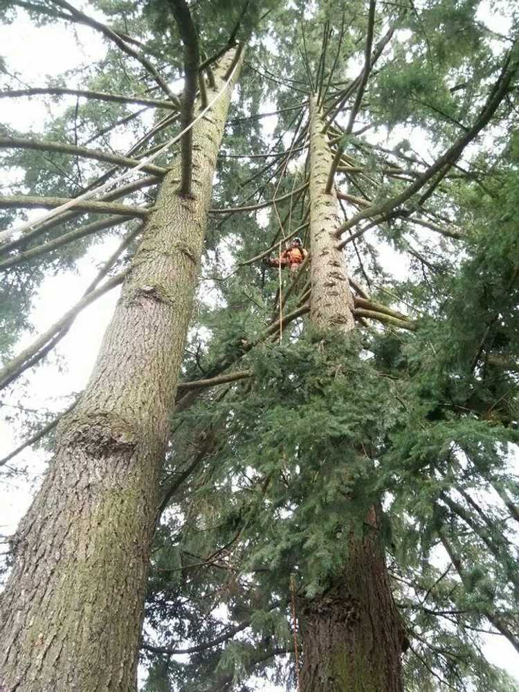 fur tree