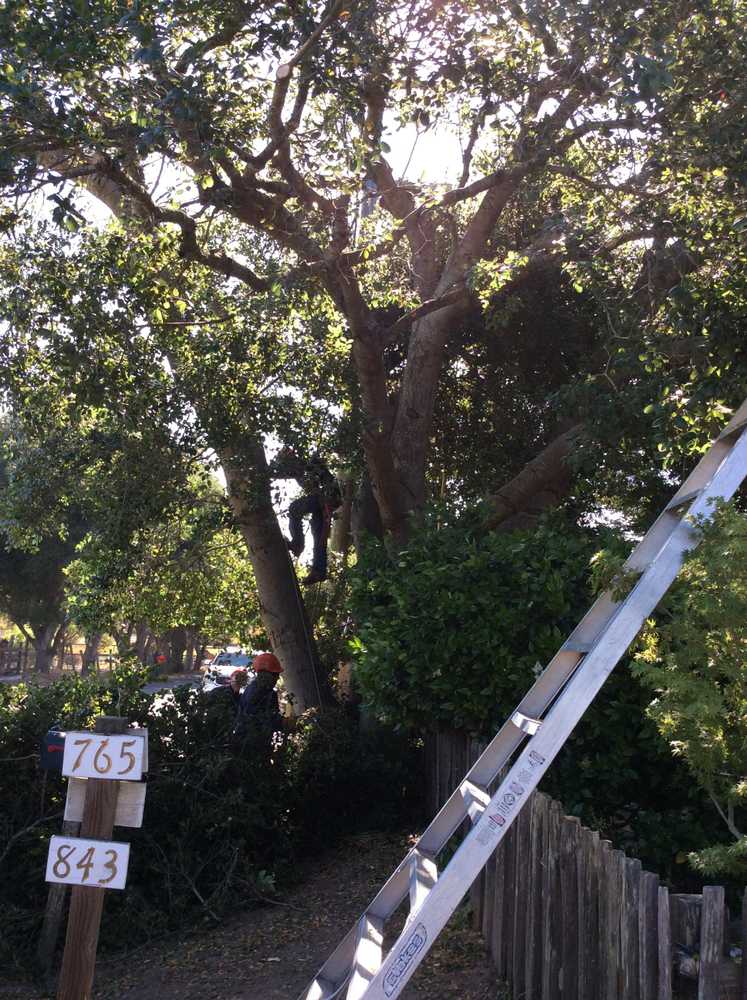 Photo(s) from Fosec Jr Tree Service Inc