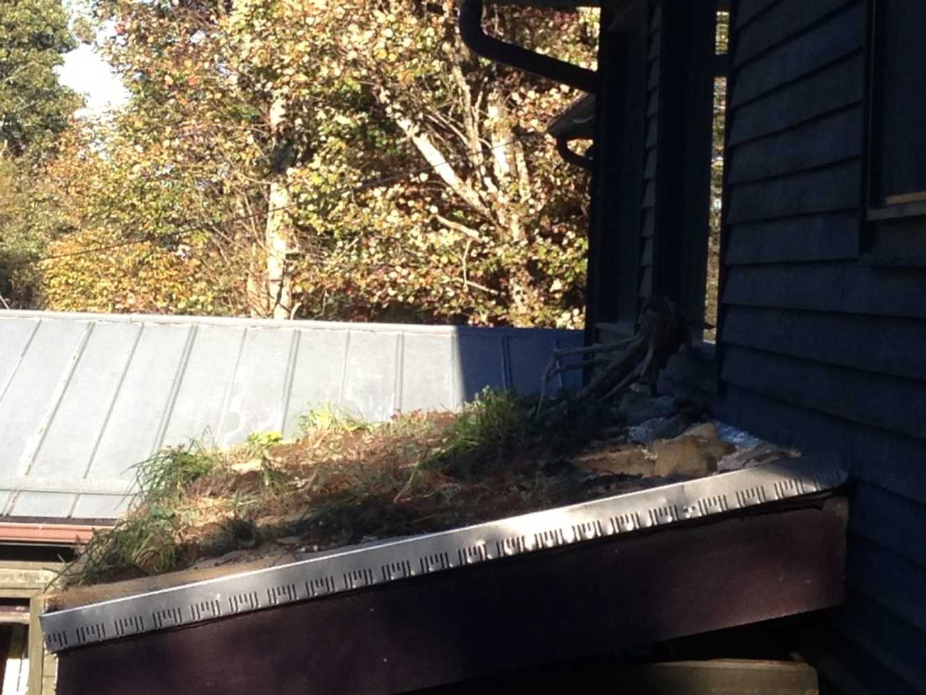 Vegetated Roofs