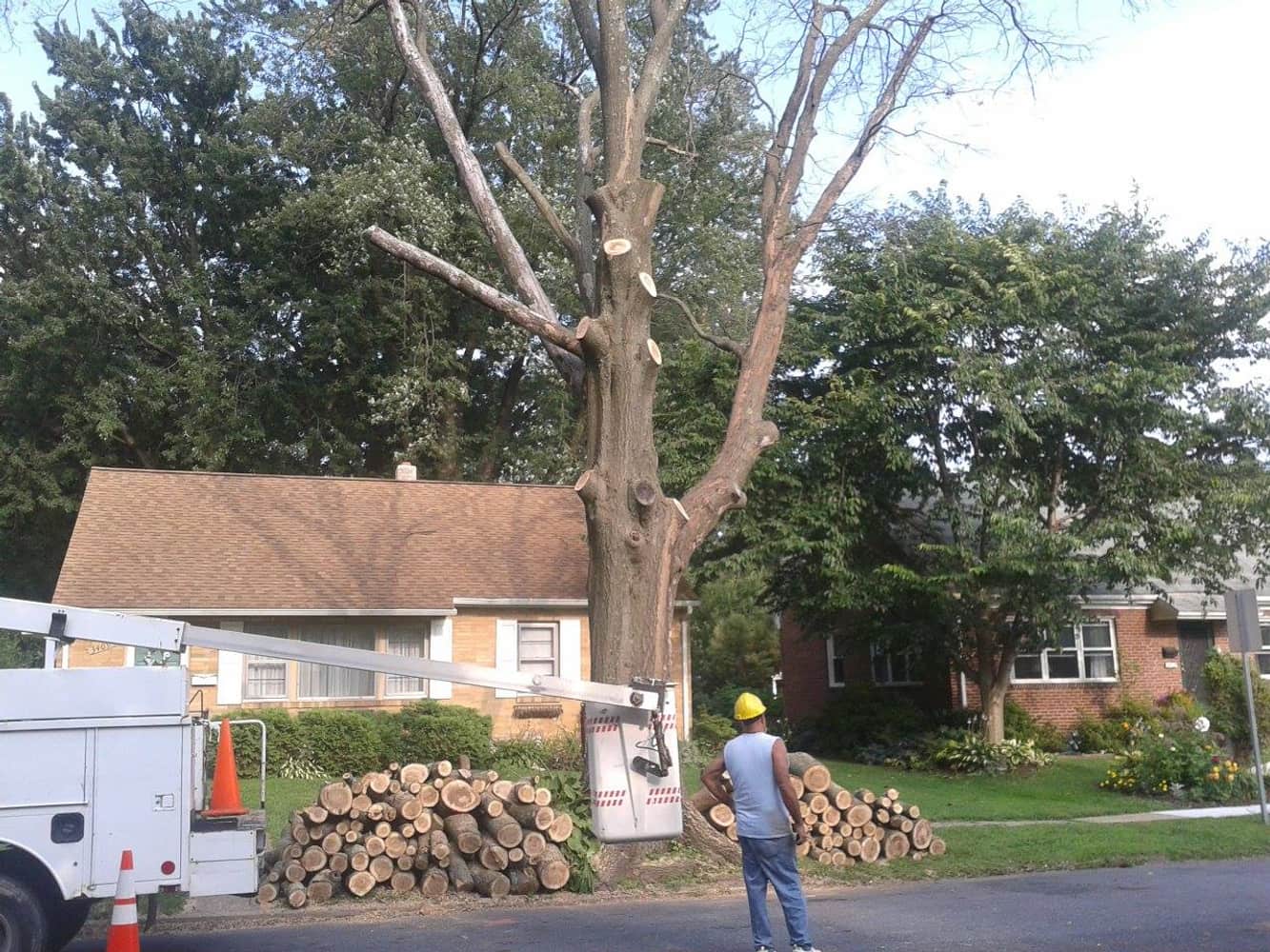 Photo(s) from Anthonys Tree Care