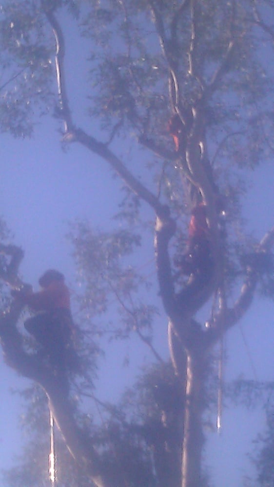 The Complete Yard Service Project