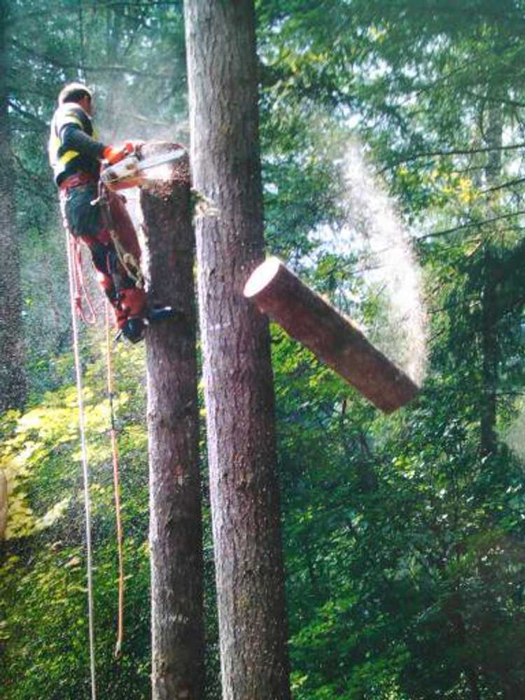 fur tree