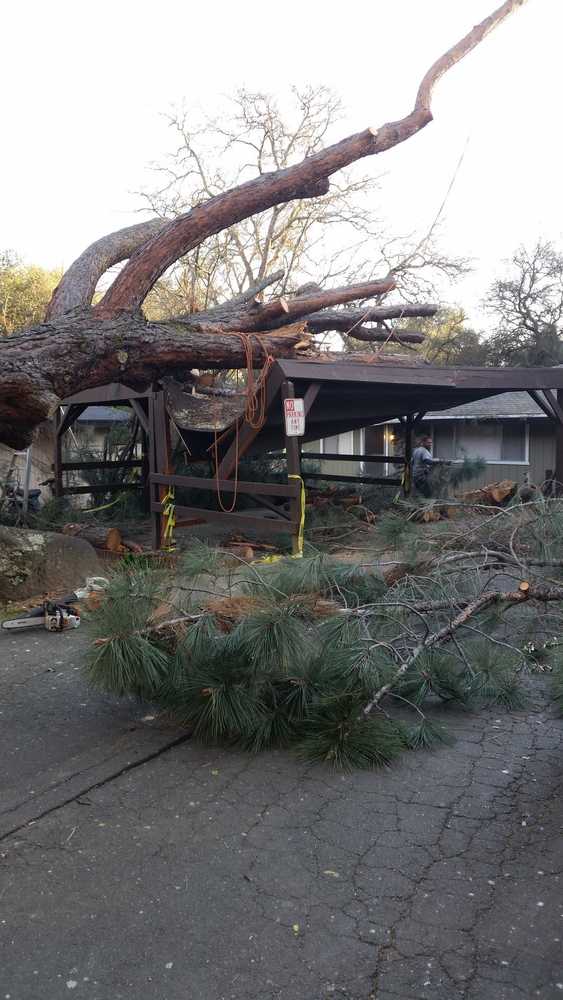 Photo(s) from California Tree Experts