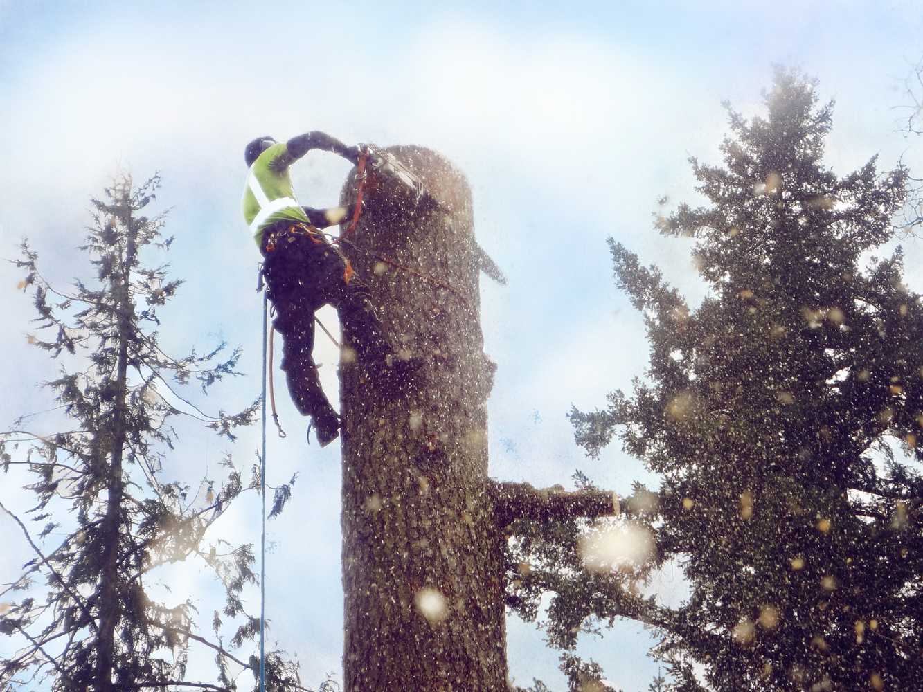 Photo(s) from Dominant Tree Service LLC