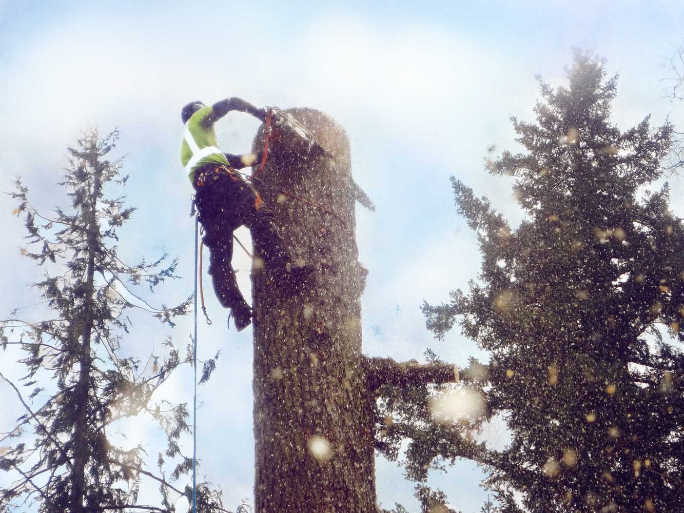 Photo(s) from Dominant Tree Service LLC