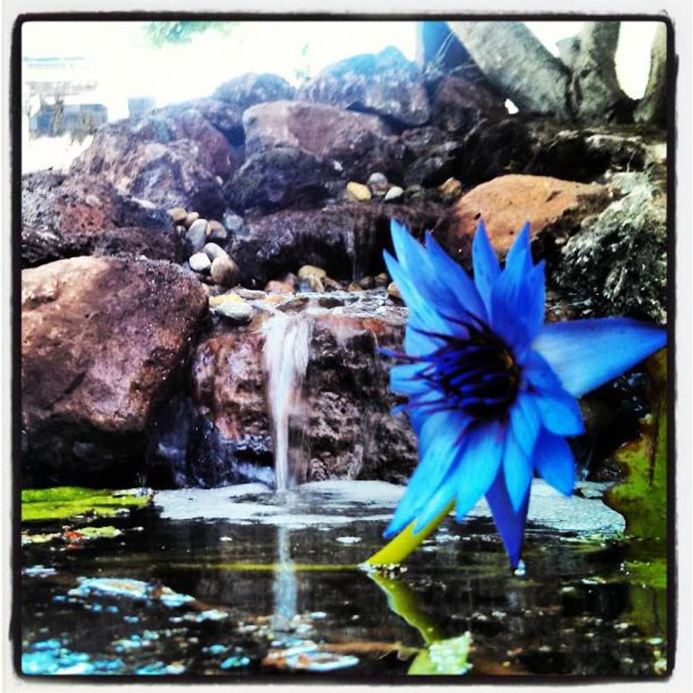 Hoopster Haven in Novato, Ca.