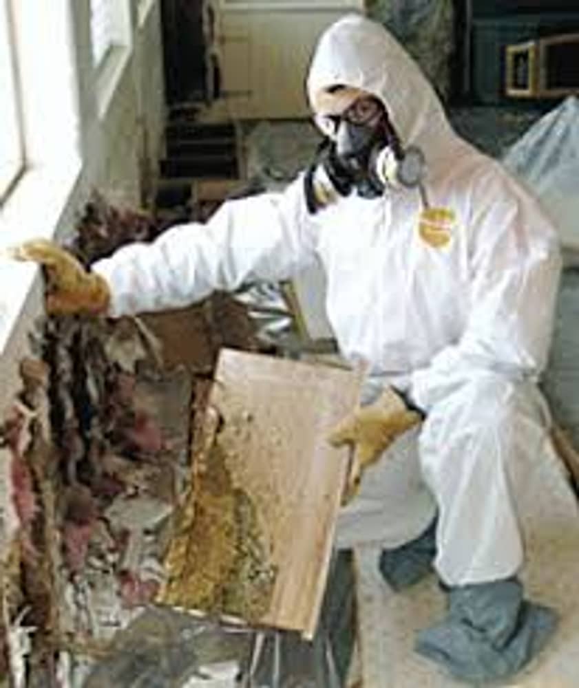 Photo(s) from Restorers.com