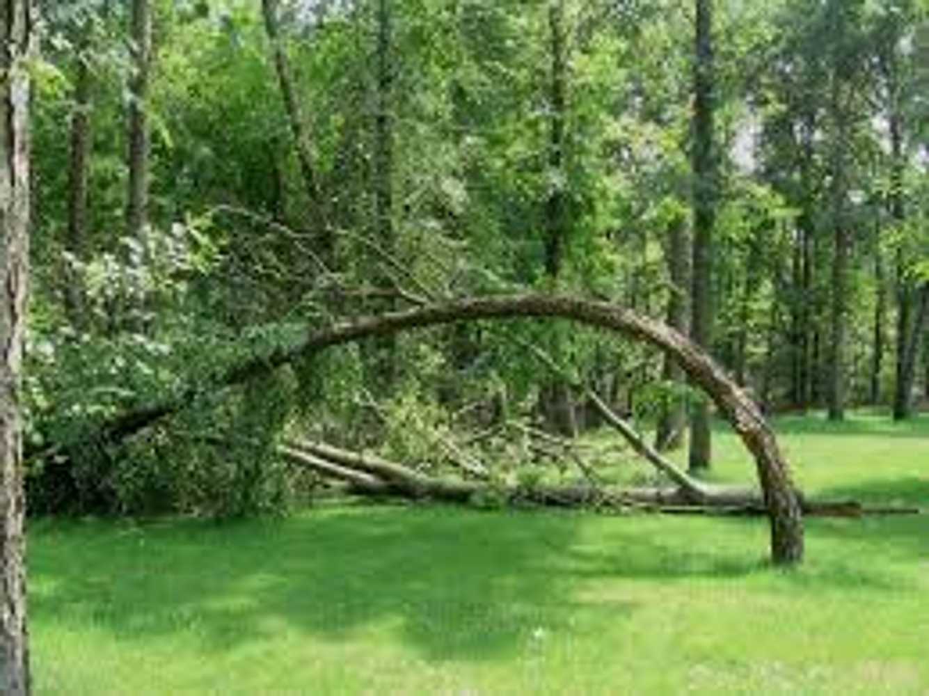 Tree Service Montgomery TX,Tree Services Tree Removal Tree Care Tree Trimming Stump Grinding Montgomery TX