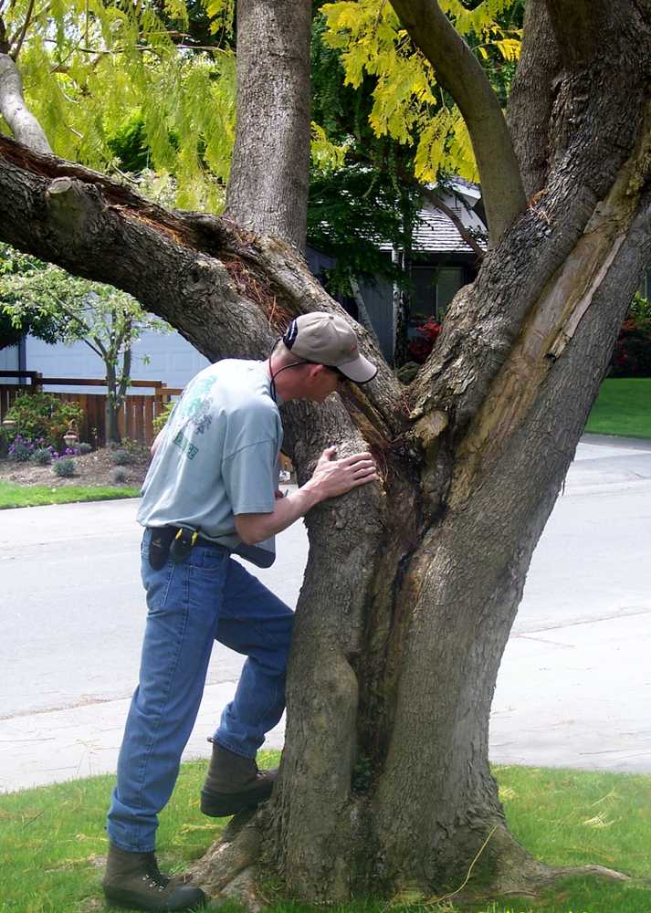 A Better Tree Service Photos