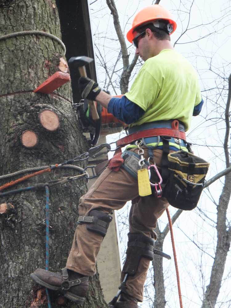 Photo(s) from Vaughan's Tree Service Inc