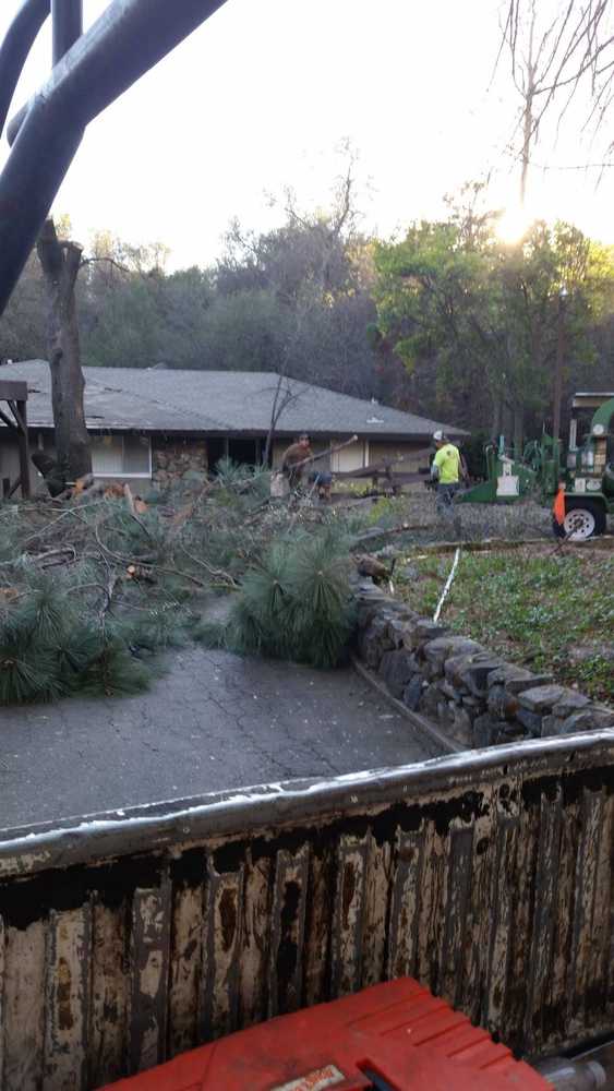 Photo(s) from California Tree Experts