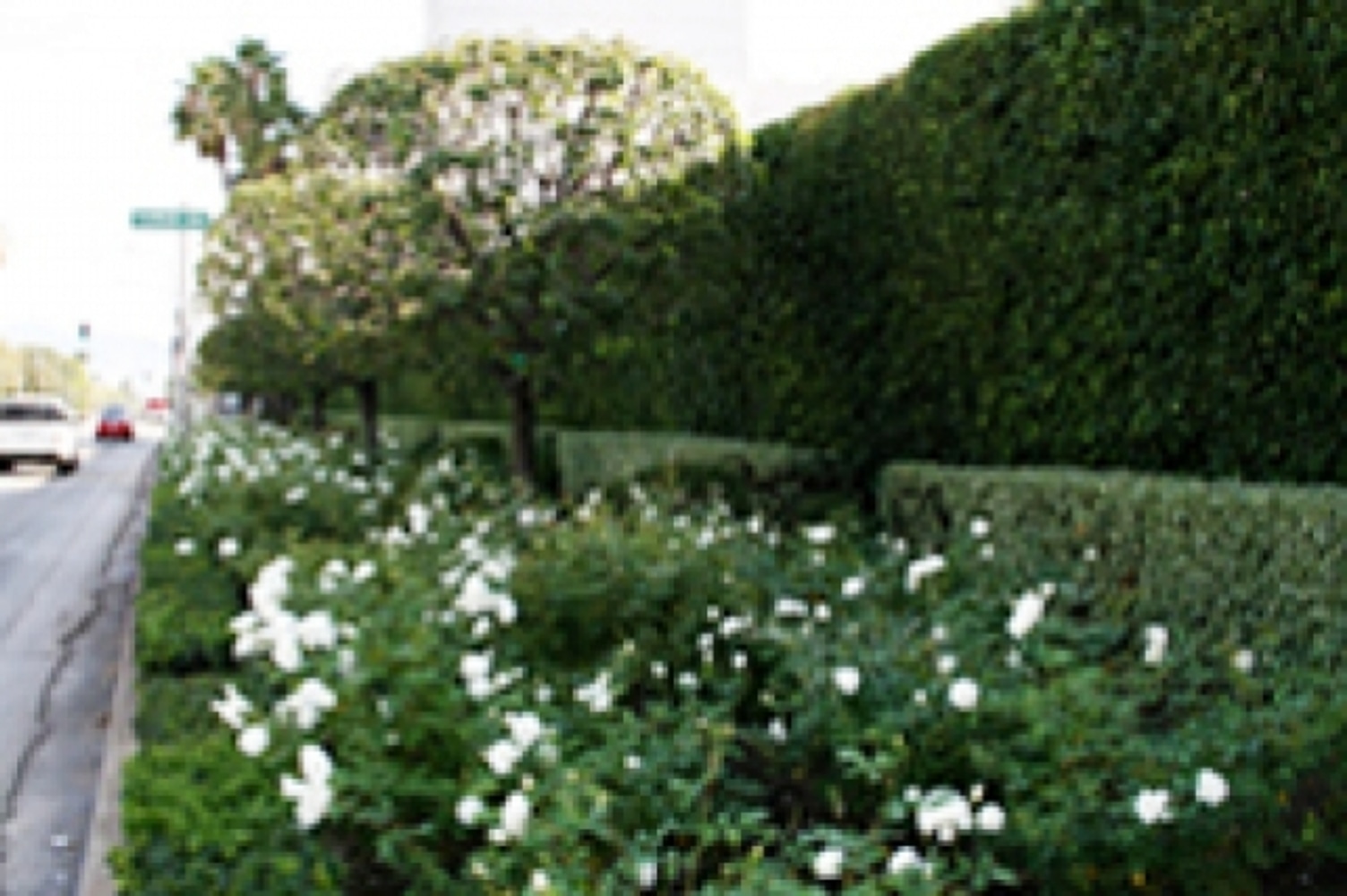 Landscape Maintenance Beverly Hills