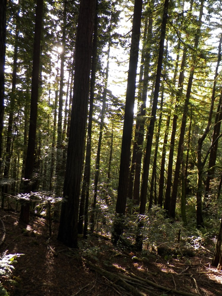 Photo(s) from Zunino's Hardwood Floors