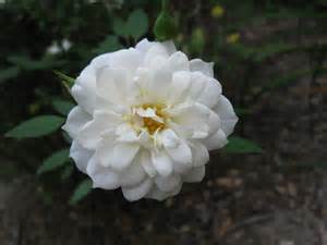 R&P Grass Maintenance, L.L.C.