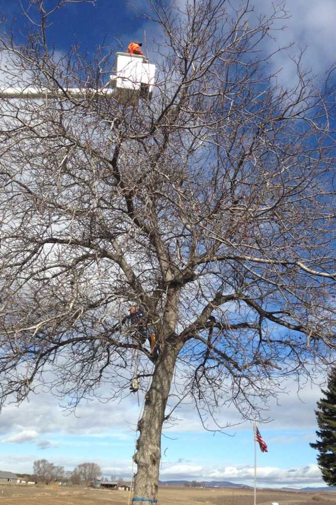 Tree jobs