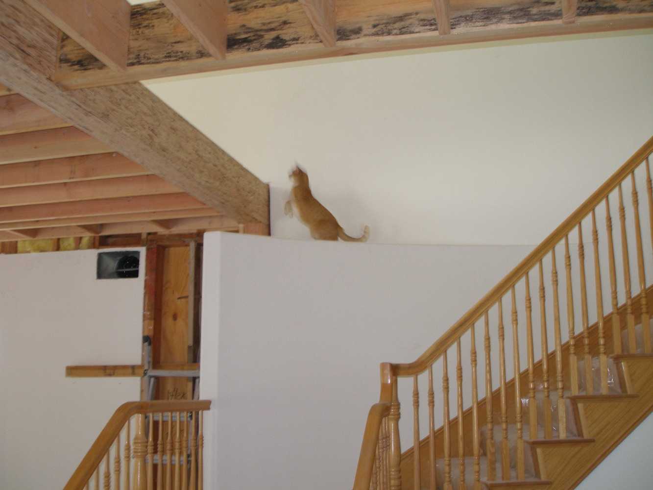 Photo(s) from Albert Sanchez Construction