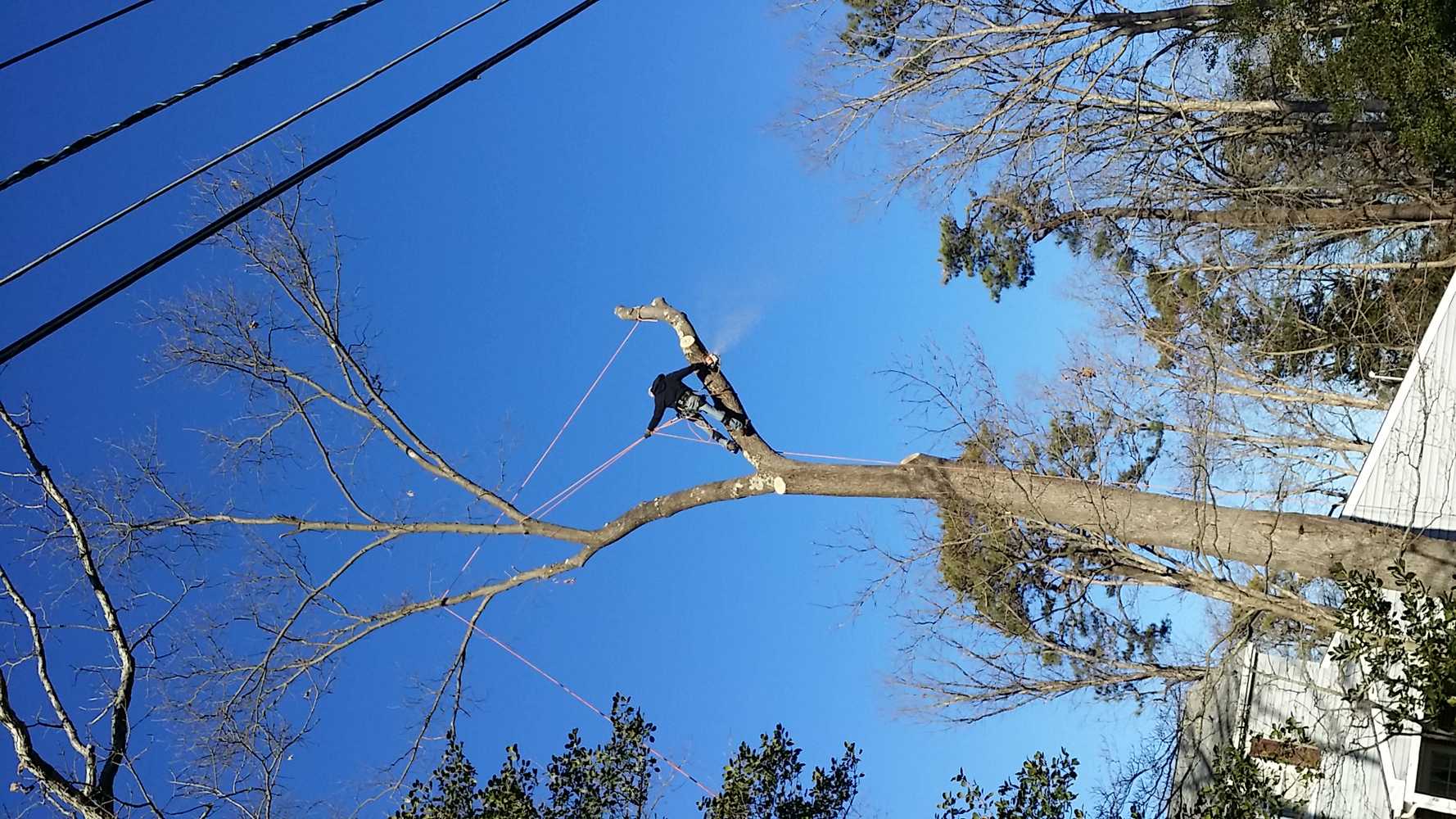 tree service projects
