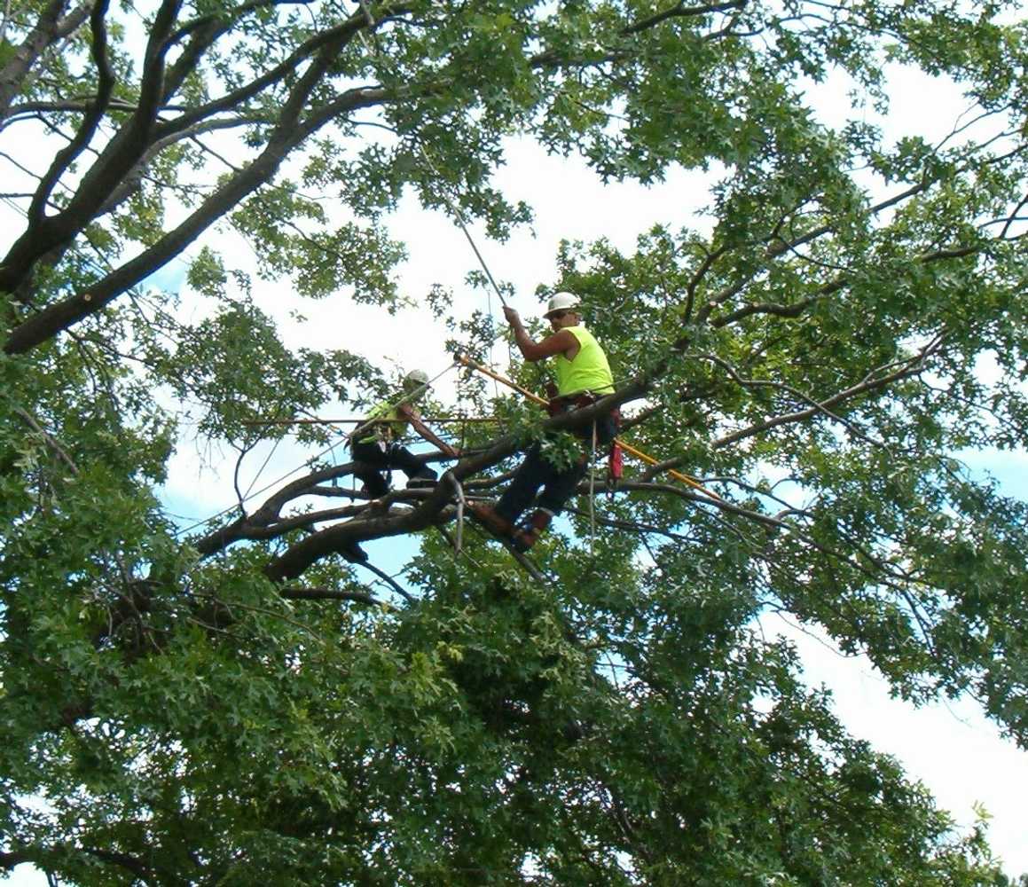 Photo(s) from Vaughan's Tree Service Inc