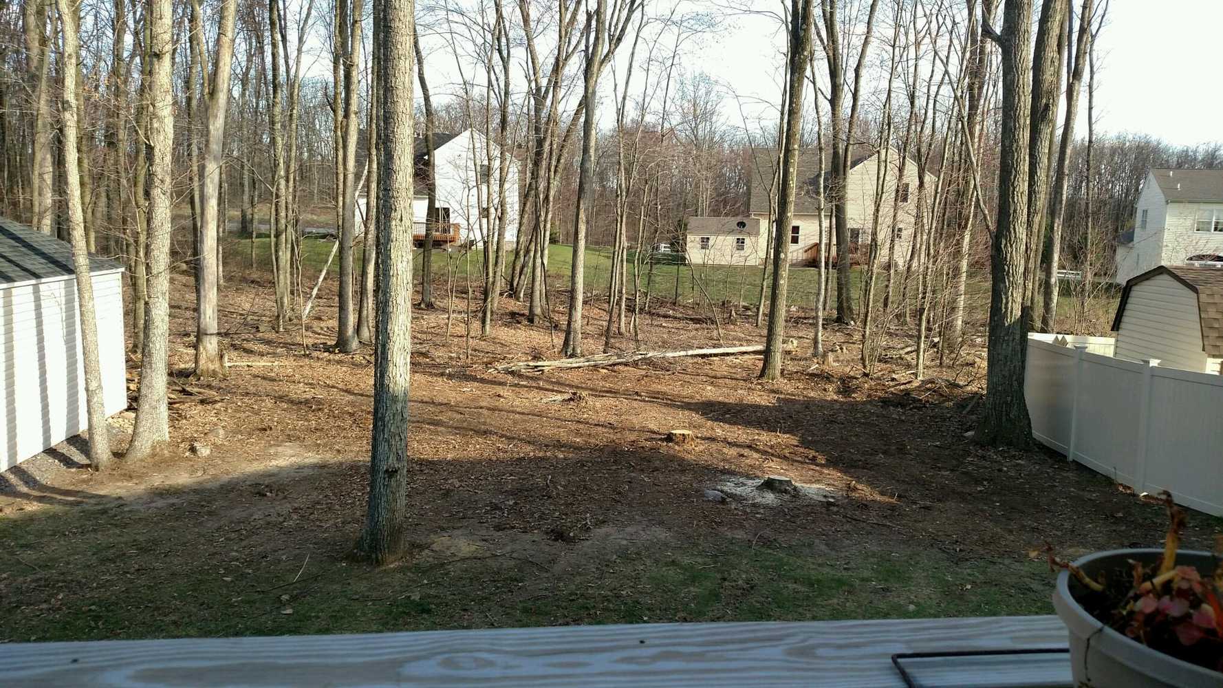 Tree removal, stump grinding and new lawn installation