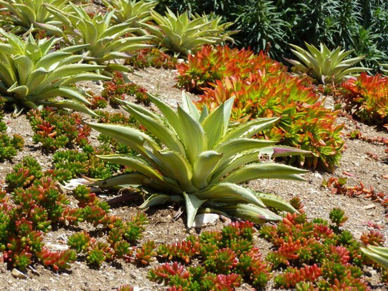Sandi Fields Landscape Design Project 1