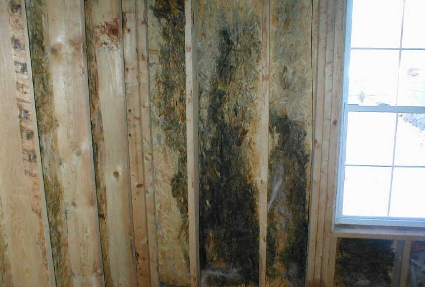 Photo(s) from On-the-Spot Mold Services