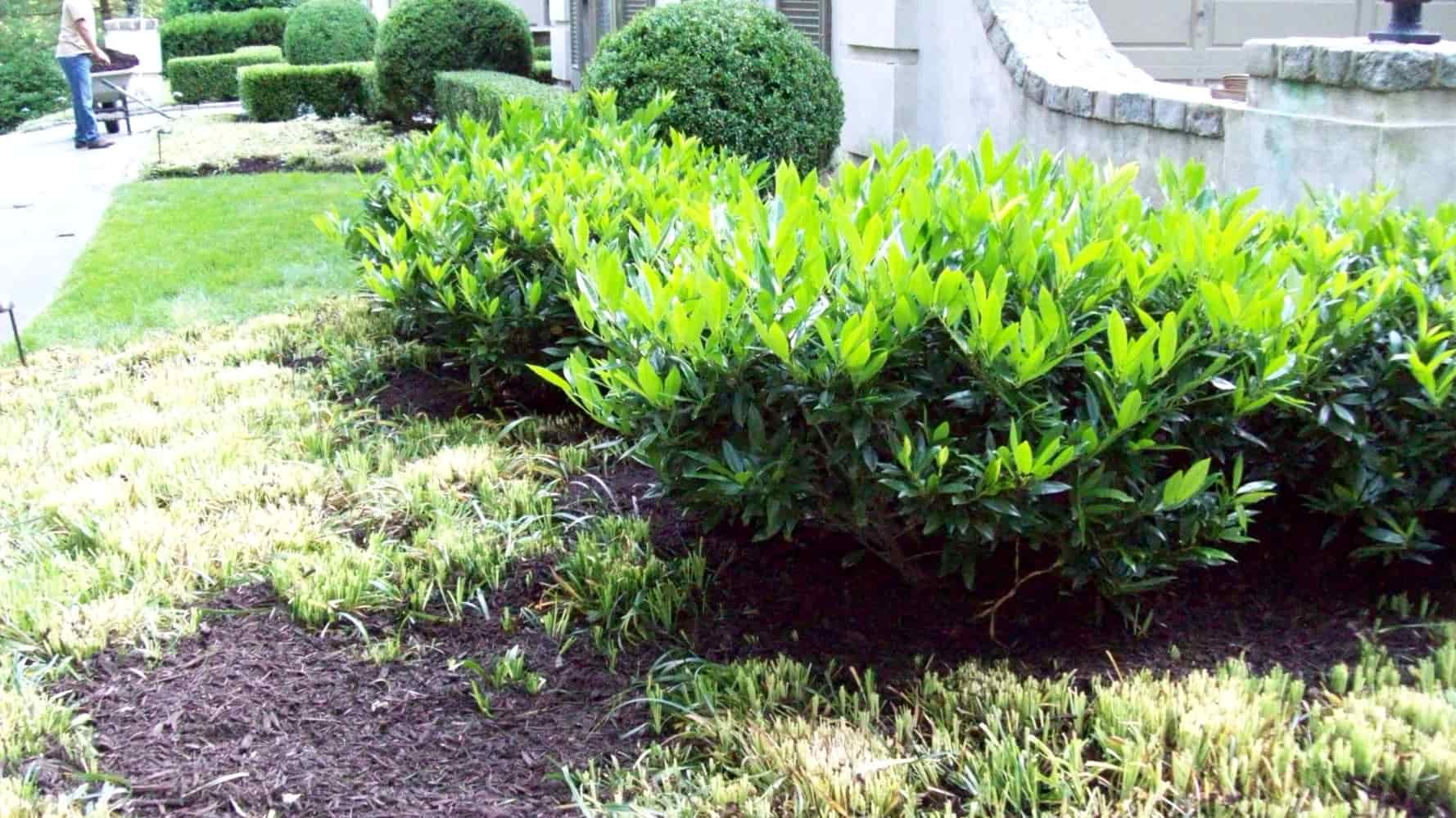 Photos from Montes Landscaping