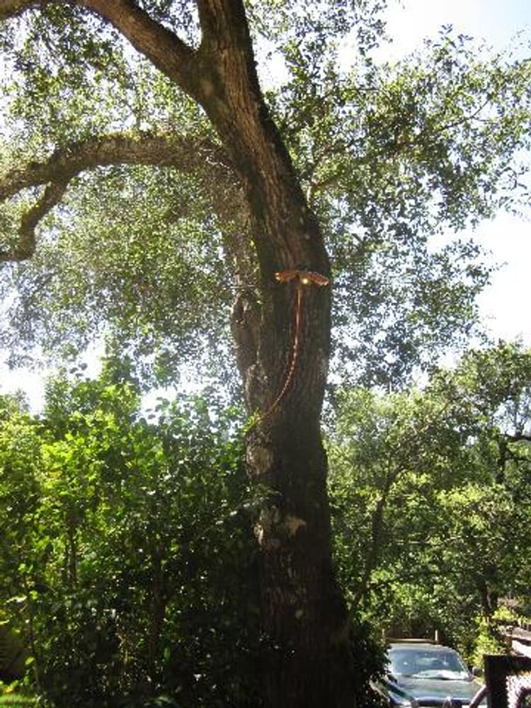 Kenwood residence remodel, decks and hardscaping