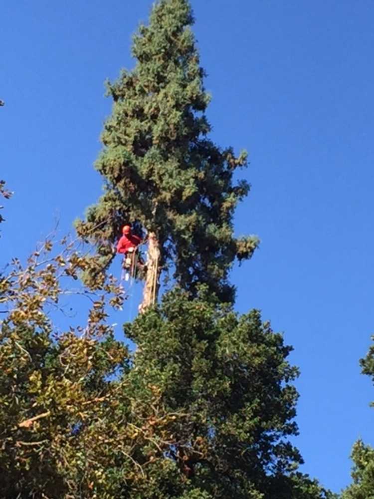 Photo(s) from Sotelo's Tree Care