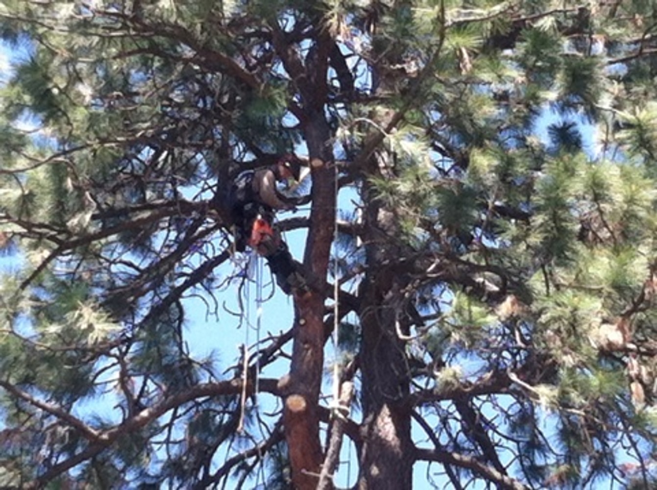 Photos from Bruces Tree Service