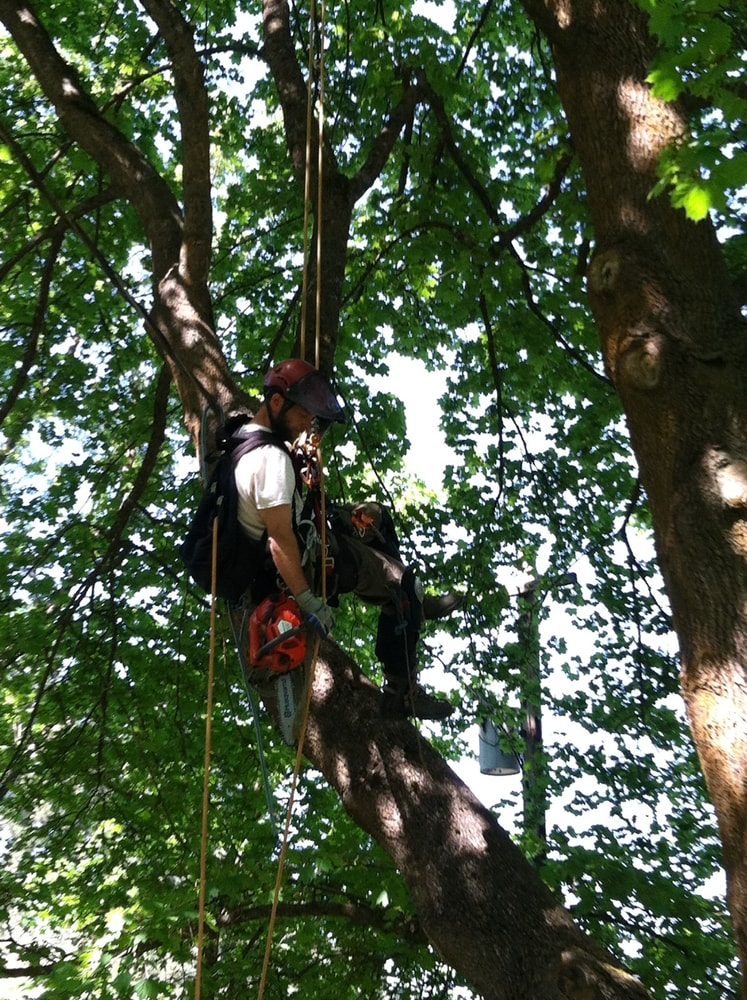 Photos from Bruces Tree Service