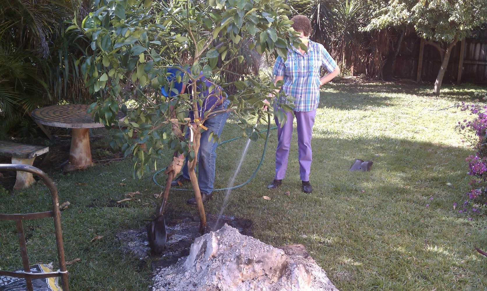 Tree installation
