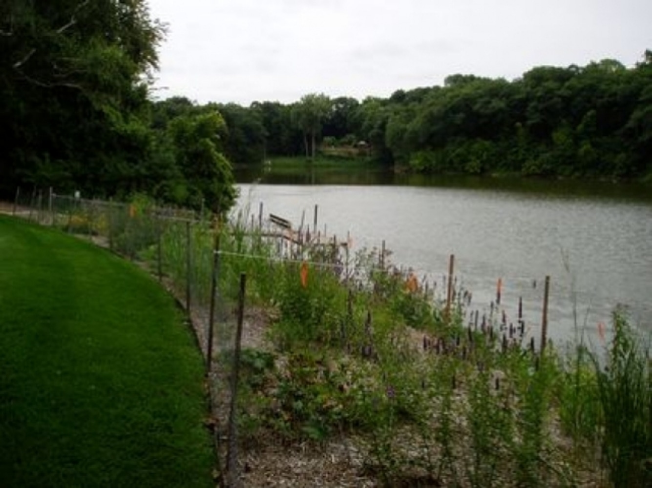 Lakeshore Plantings