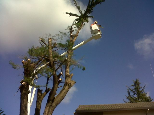 Haros Tree Service