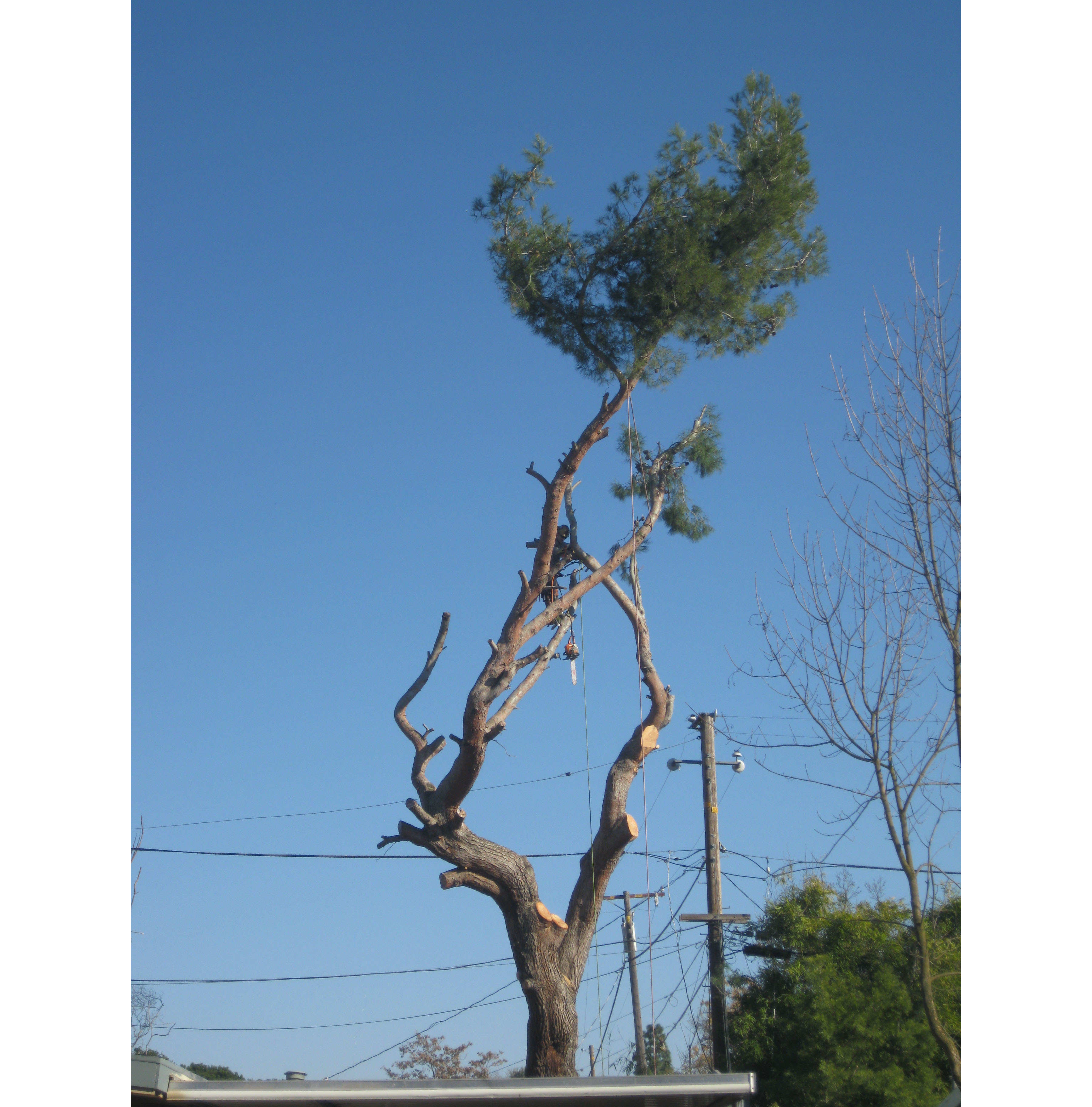 Davis Woodland Tree Care