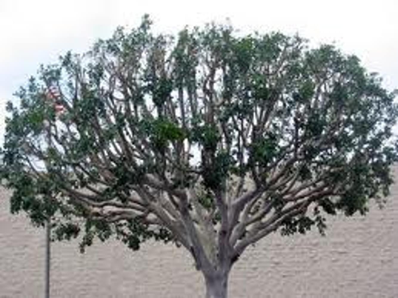 Inexpensve Tree Services Inc Project 1
