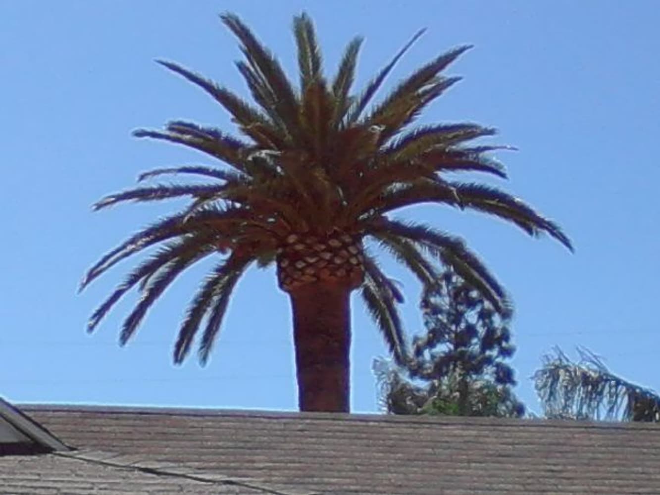 Inexpensve Tree Services Inc Project 1