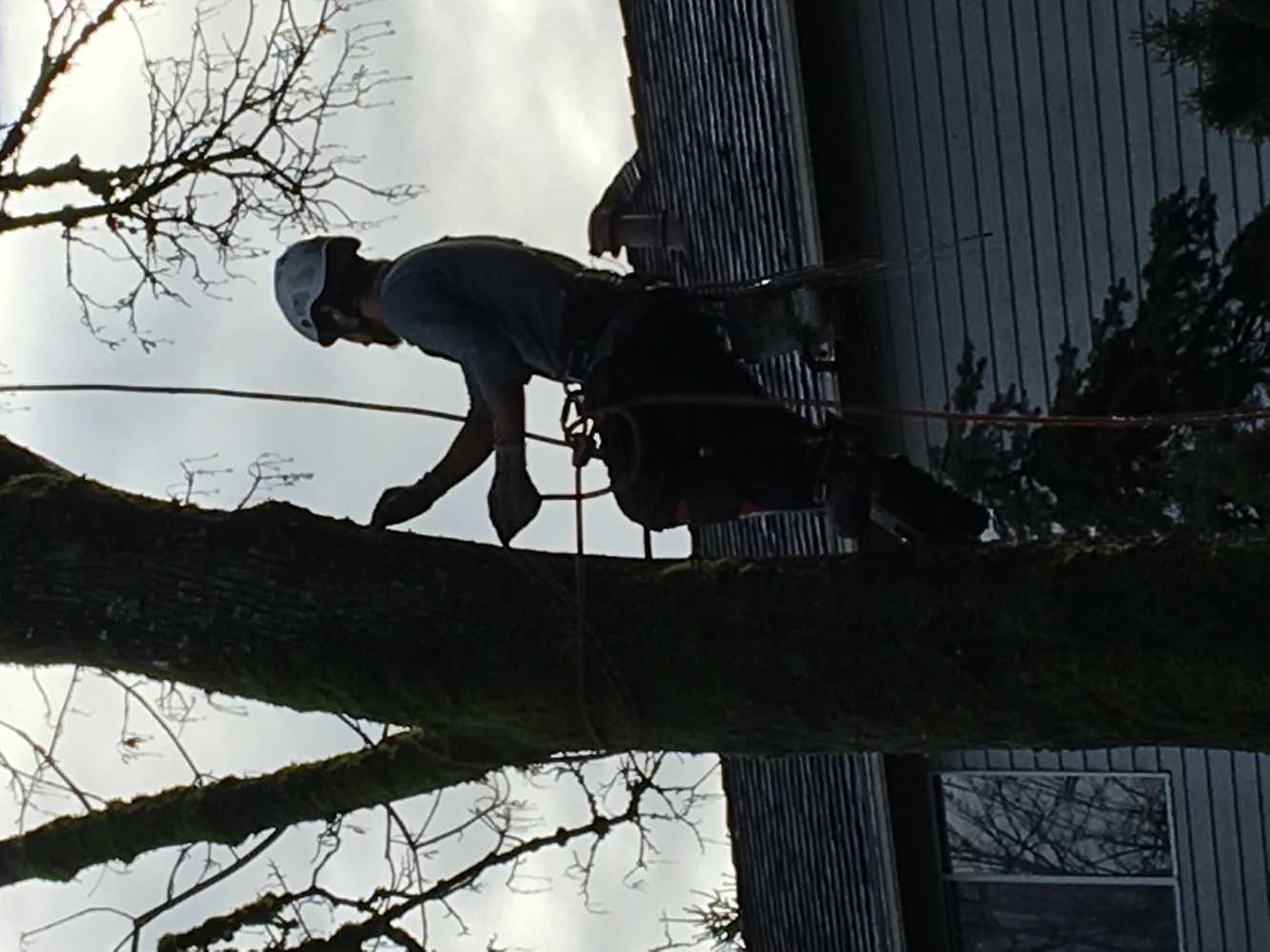 Photos from Gaea Tree Service & Roofing