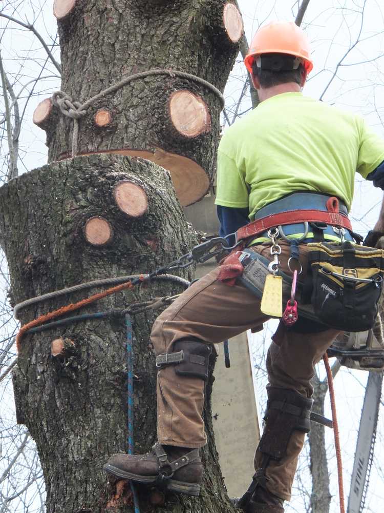 Photo(s) from Vaughan's Tree Service Inc