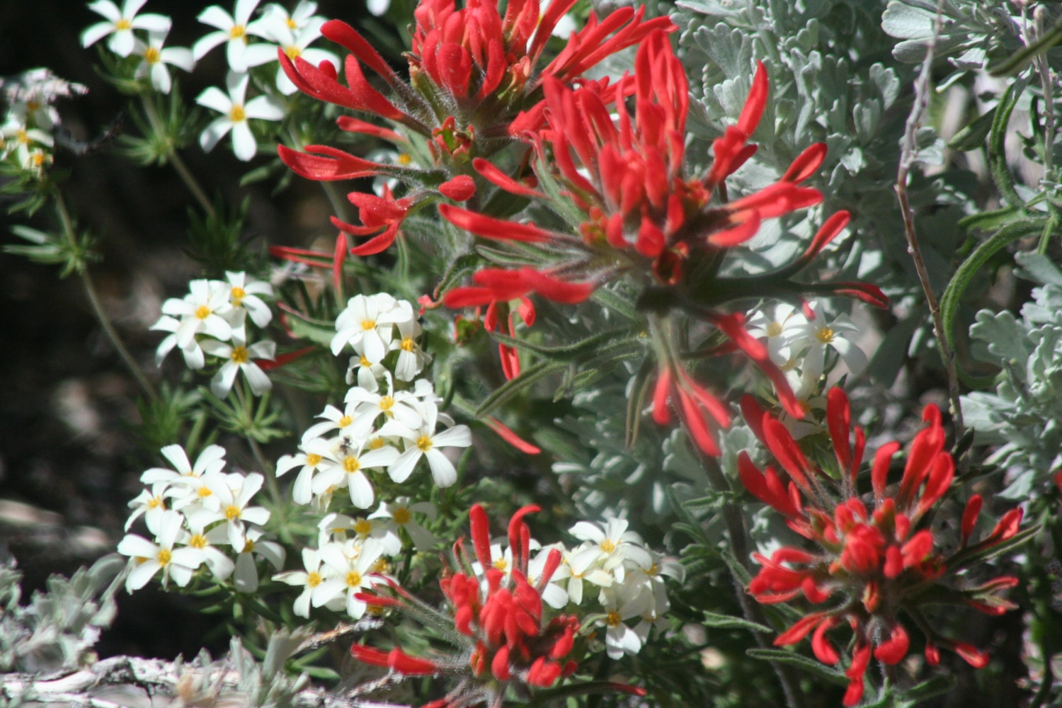 Phil Watts Landscaping Project 1